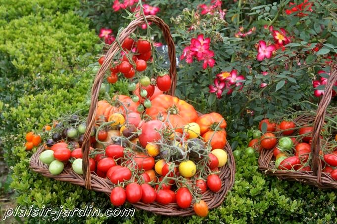 Qu'est-ce qu'un plant de tomate déterminé