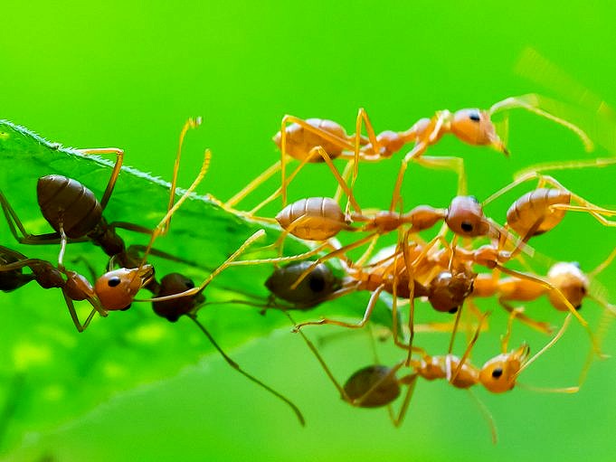 Quels types de fourmis ont des ailes