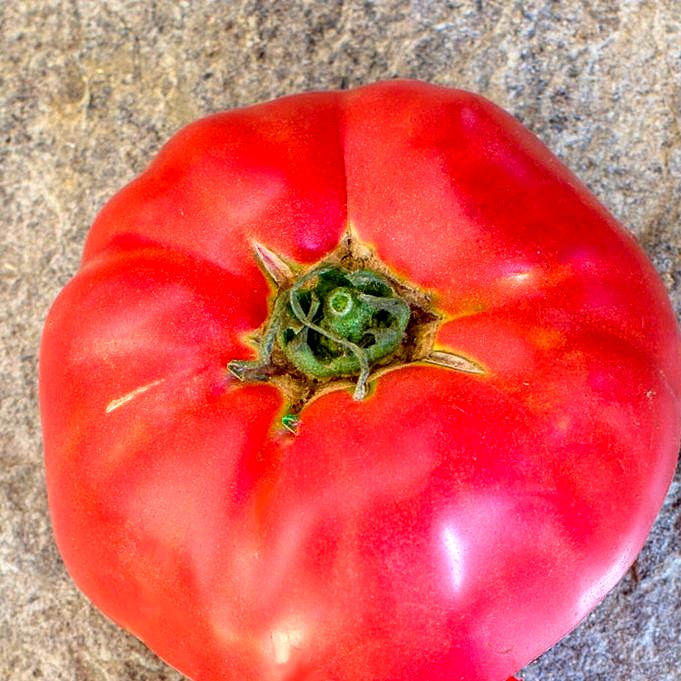 Types de tomates pour Garden Glory