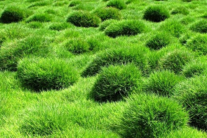 Les 5 meilleurs conseils d'entretien des pelouses pour un jardin plus vert