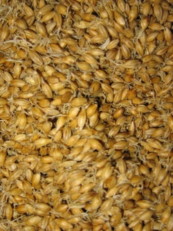 Farine de blé blé maltéorge